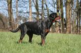 ROTTWEILER 554